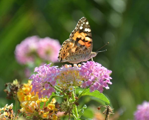Just when the caterpillar thought the world was ending he turned into a butterfly